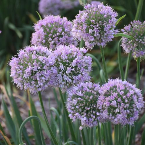 Bubble Bath Ornamental Onion Allium 'Bubble Bath' PPAF from Pender Nursery