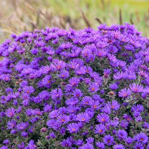 Grape Crush New England Aster Aster novae-angliae 'Grape Crush' PP#33612 from Pender Nursery