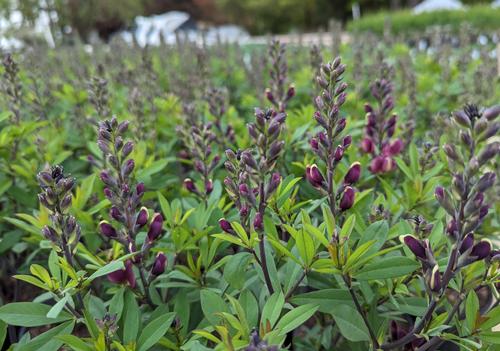 Burgundy Blast False Indigo Baptisia 'Burgundy Blast' PP#34689 from Pender Nursery