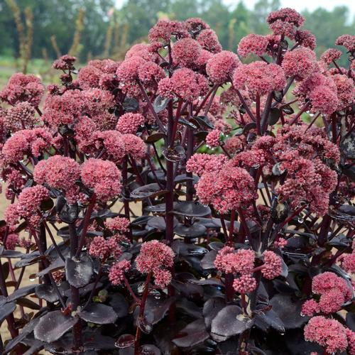 Night Embers Autumn Stonecrop Sedum 'Night Embers' PP#29211 from Pender Nursery