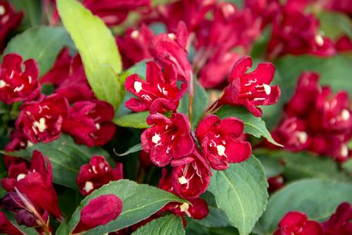 Maroon Swoon® Weigela Weigela Maroon Swoon® PP#26841 from Pender Nursery