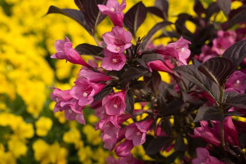 Stunner® Weigela Weigela x Stunner® PPAF from Pender Nursery