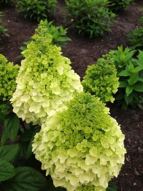 Moonrock™ Hardy Hydrangea Hydrangea paniculata Moonrock™ PP#29853 from Pender Nursery