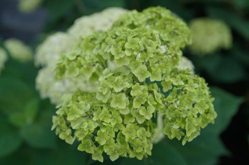 Invincibelle Sublime™ Smooth Hydrangea Hydrangea arborescens Sublime™ PPAF from Pender Nursery