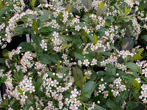 Low Scape Snowfire™ Chokeberry Aronia melanocarpa Low Scape Snowfire™ PPAF from Pender Nursery