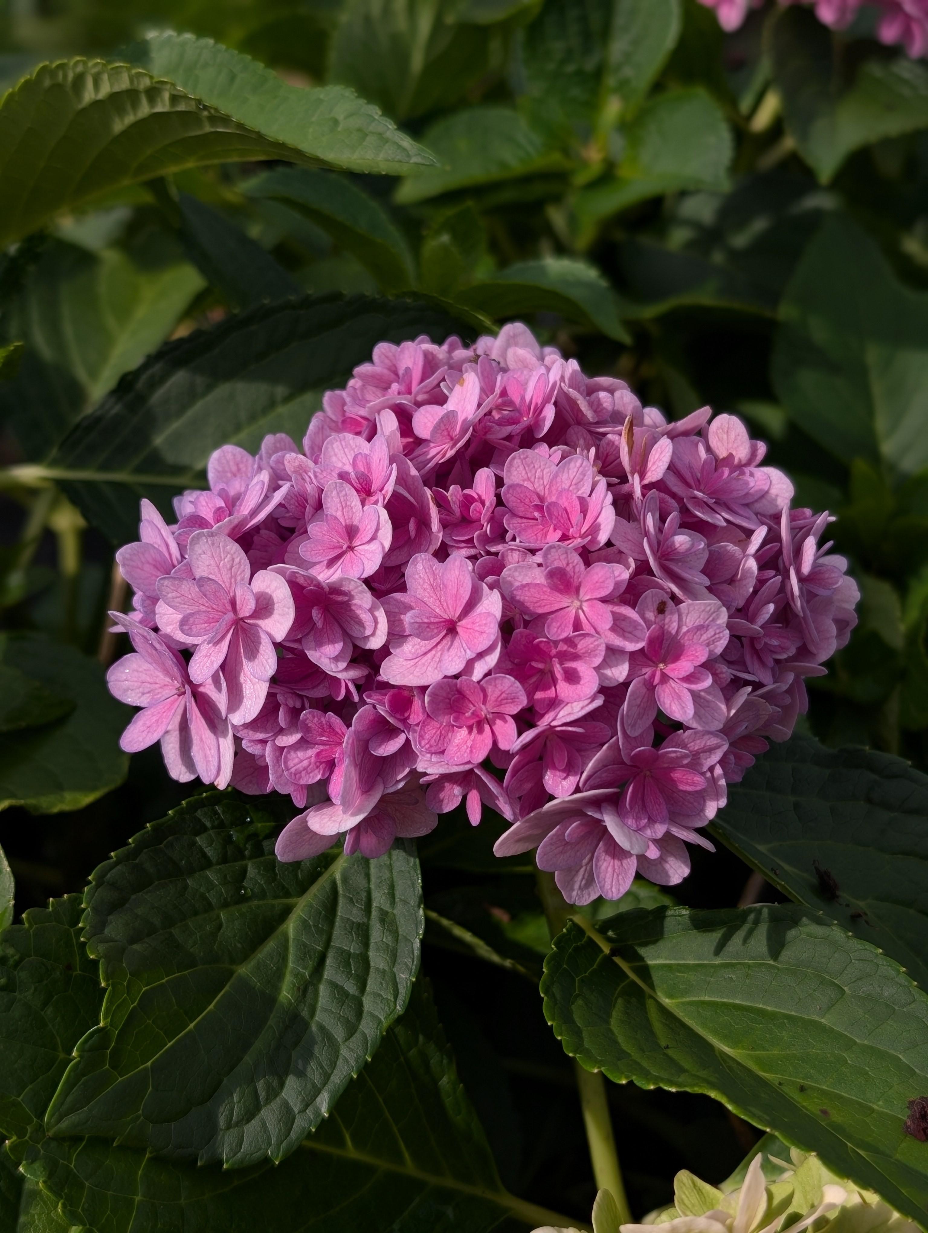 Double Down® Bigleaf Hydrangea Hydrangea macrophylla Double Down® from Pender Nursery