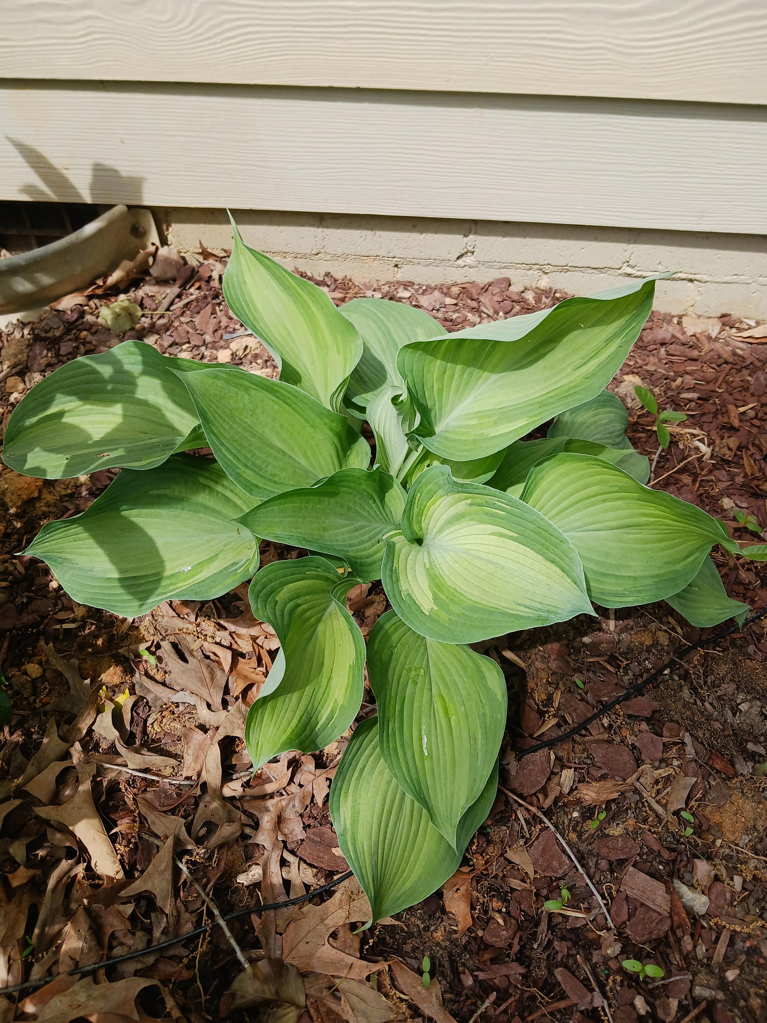 Guardian Angel Hosta Hosta 'Guardian Angel' from Pender Nursery