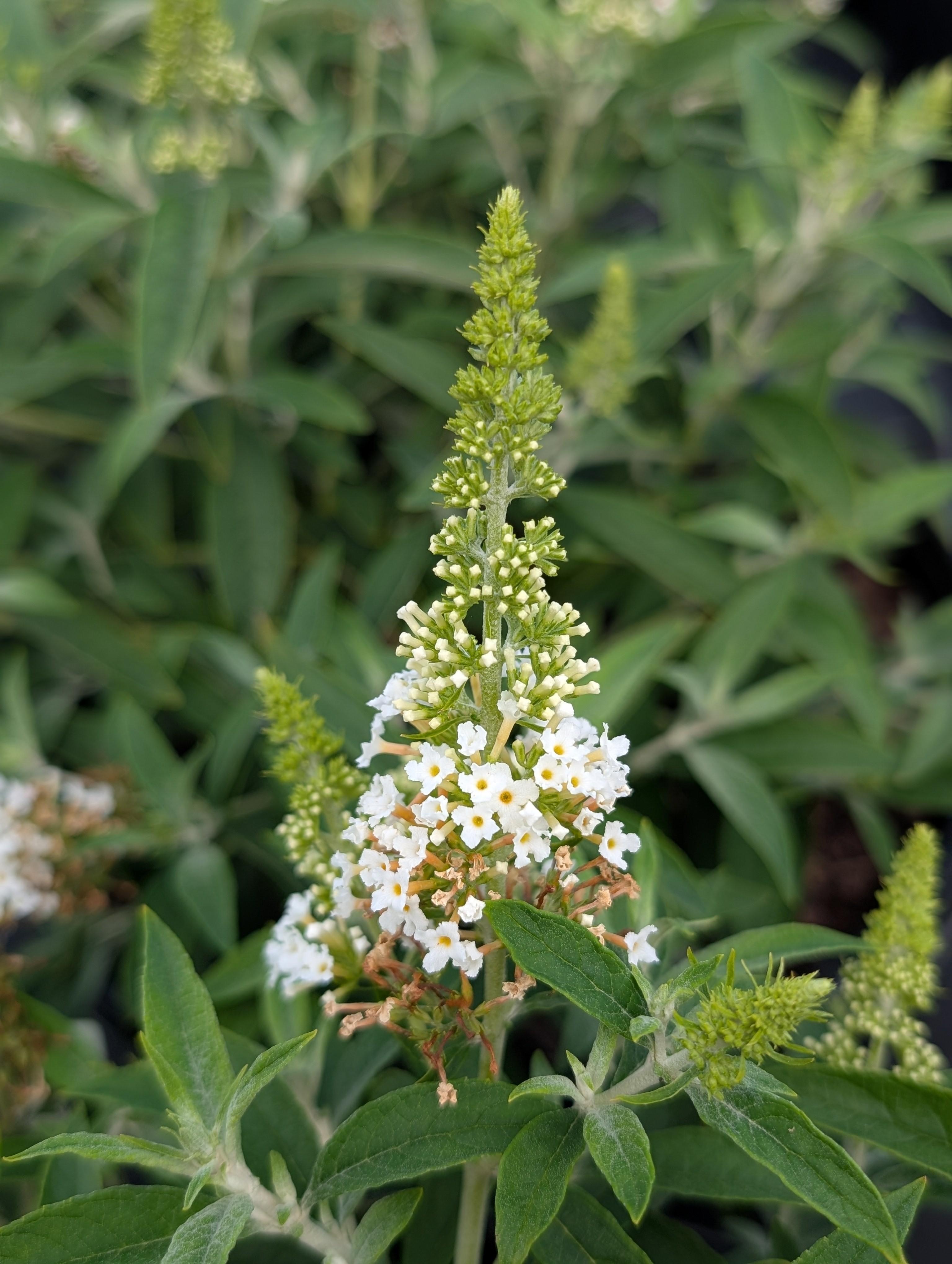 Dapper® White Butterfly Bush Buddleia Dapper® White PP#33566 from Pender Nursery