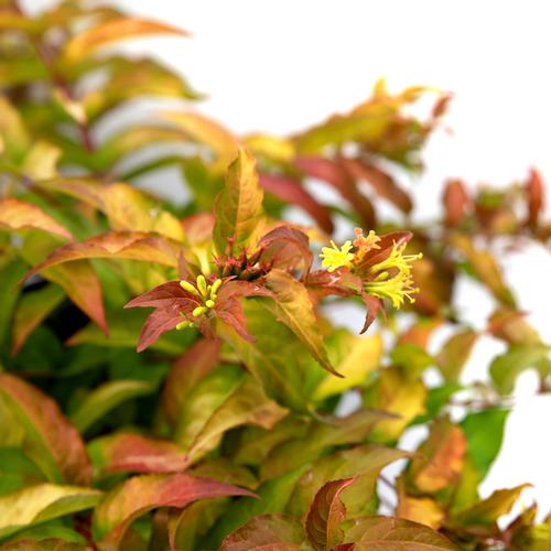 Firefly Bush Honeysuckle Diervilla sessilifolia Firefly PPAF from Pender Nursery