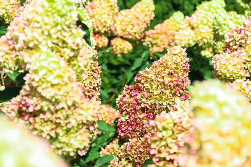 Dragon Baby™ Hardy Hydrangea Hydrangea paniculata Dragon Baby™ PPAF from Pender Nursery
