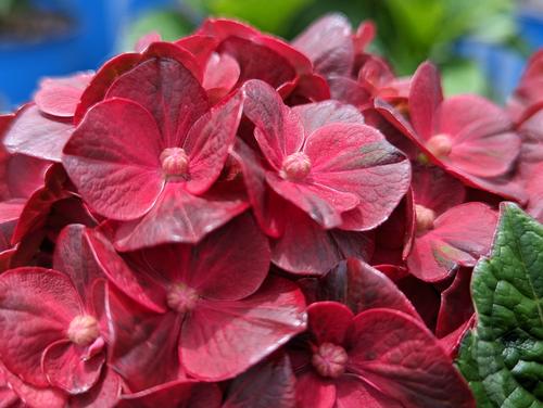 Cherry-Go-Round™ Hydrangea Hydrangea macrophylla Cherry-Go-Round™ PPAF from Pender Nursery