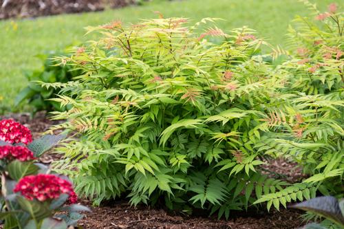Cherry on Top™ Sorbaria Sorbaria sorbifolia Cherry on Top™ PP#33639 from Pender Nursery