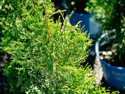 Private Jet™ Arborvitae Thuja occidentalis Private Jet™ PP#29678 from Pender Nursery