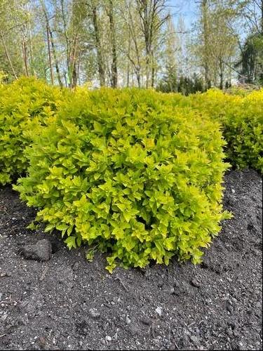 Pineapple Poprocks® Spiraea Spiraea japonica Pineapple Poprocks® PPAF from Pender Nursery