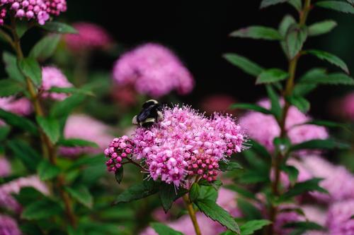 Poprocks® Petite Spiraea Spiraea japonica Poprocks® Petite PP#28508 from Pender Nursery