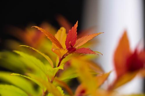 Rainbow Fizz™ Spiraea Spiraea japonica Rainbow Fizz™ PP#28876 from Pender Nursery