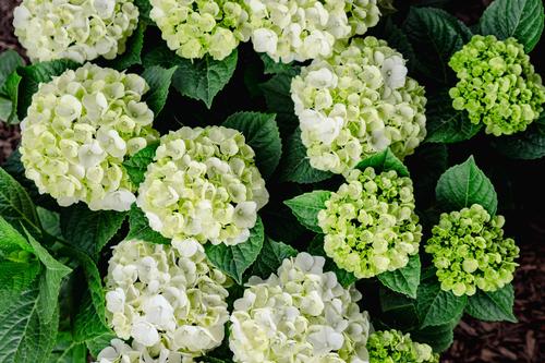 Grin & Tonic™ Hydrangea Hydrangea macrophylla Grin & Tonic™ PPAF from Pender Nursery