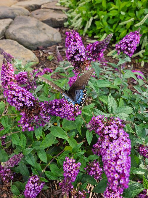 Blueberry Pie™ Butterfly Bush Buddleia Blueberry Pie™ PPAF from Pender Nursery