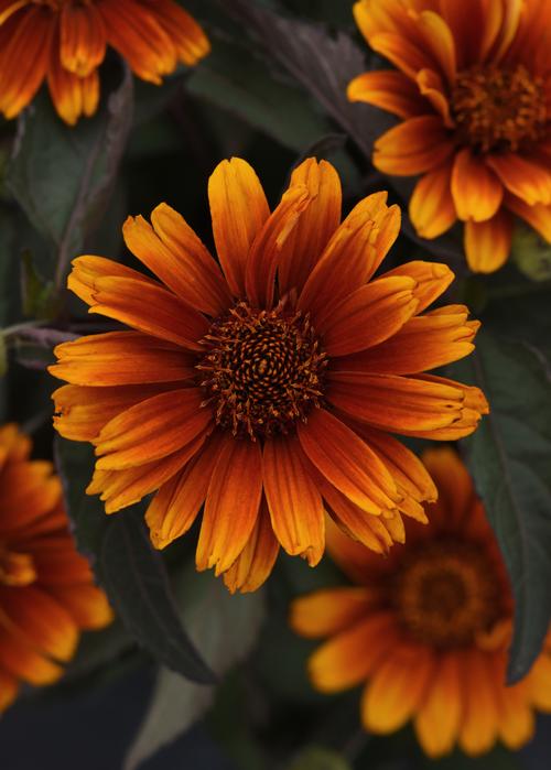 Summer Eclipse False Sunflower Heliopsis helianthoides Summer Eclipse from Pender Nursery