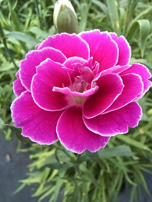Capitán™ Magnifica Dianthus Dianthus Capitán™ Magnifica from Pender Nursery