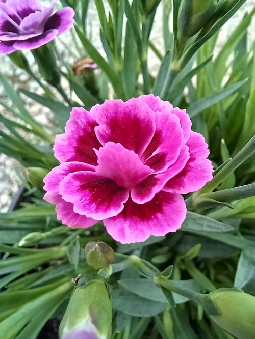 Pink Kisses® Dianthus Dianthus Pink Kisses® PP#24707 from Pender Nursery