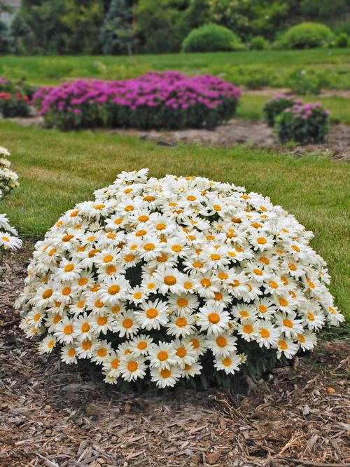 Whoops-a-Daisy Shasta Daisy Leucanthemum x superbum 'Whoops-a-Daisy' PP#27259 from Pender Nursery