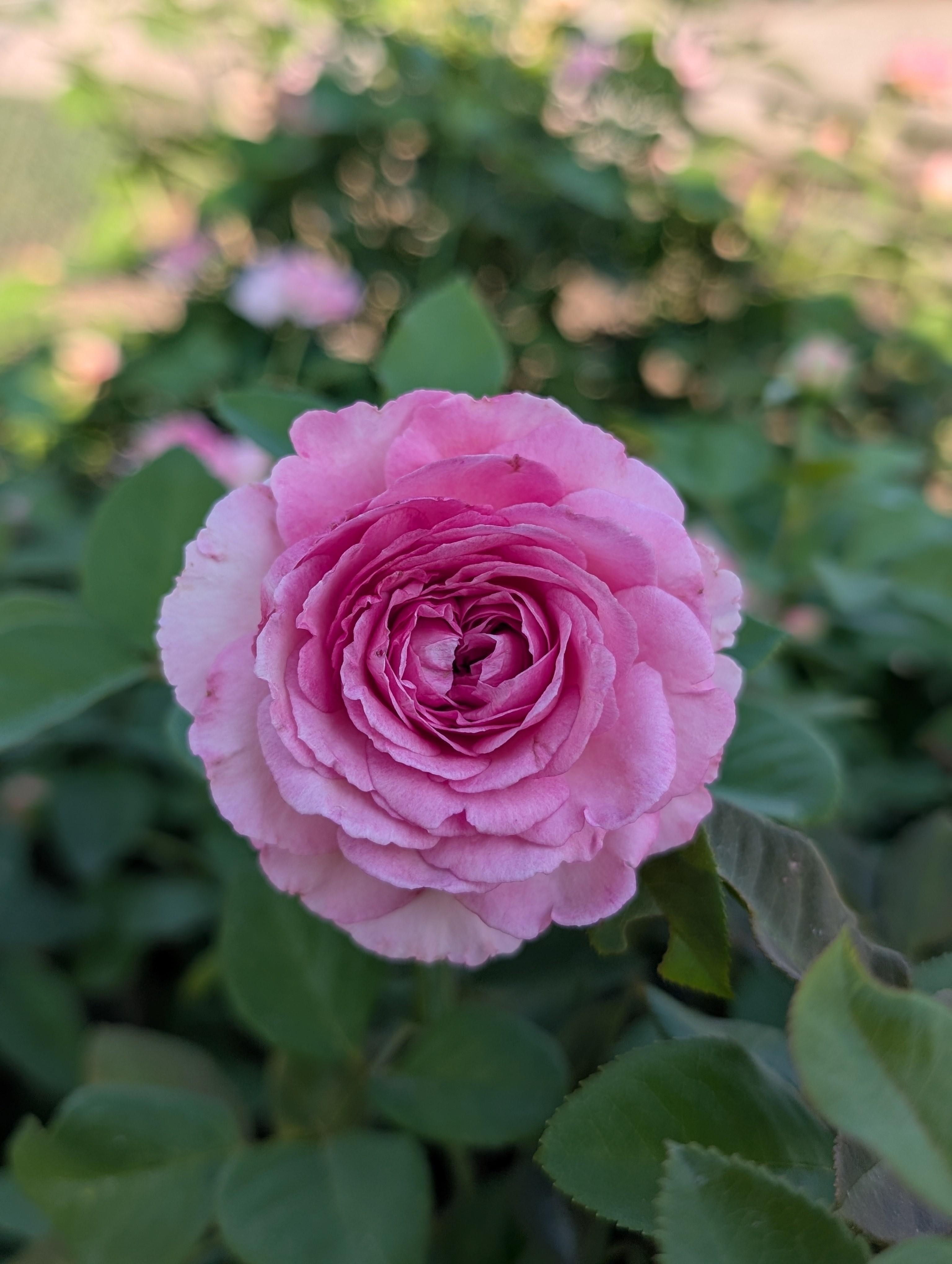 Raspberry Cupcake™ Scentables™ Rose Rosa Raspberry Cupcake™ PP#33406 from Pender Nursery