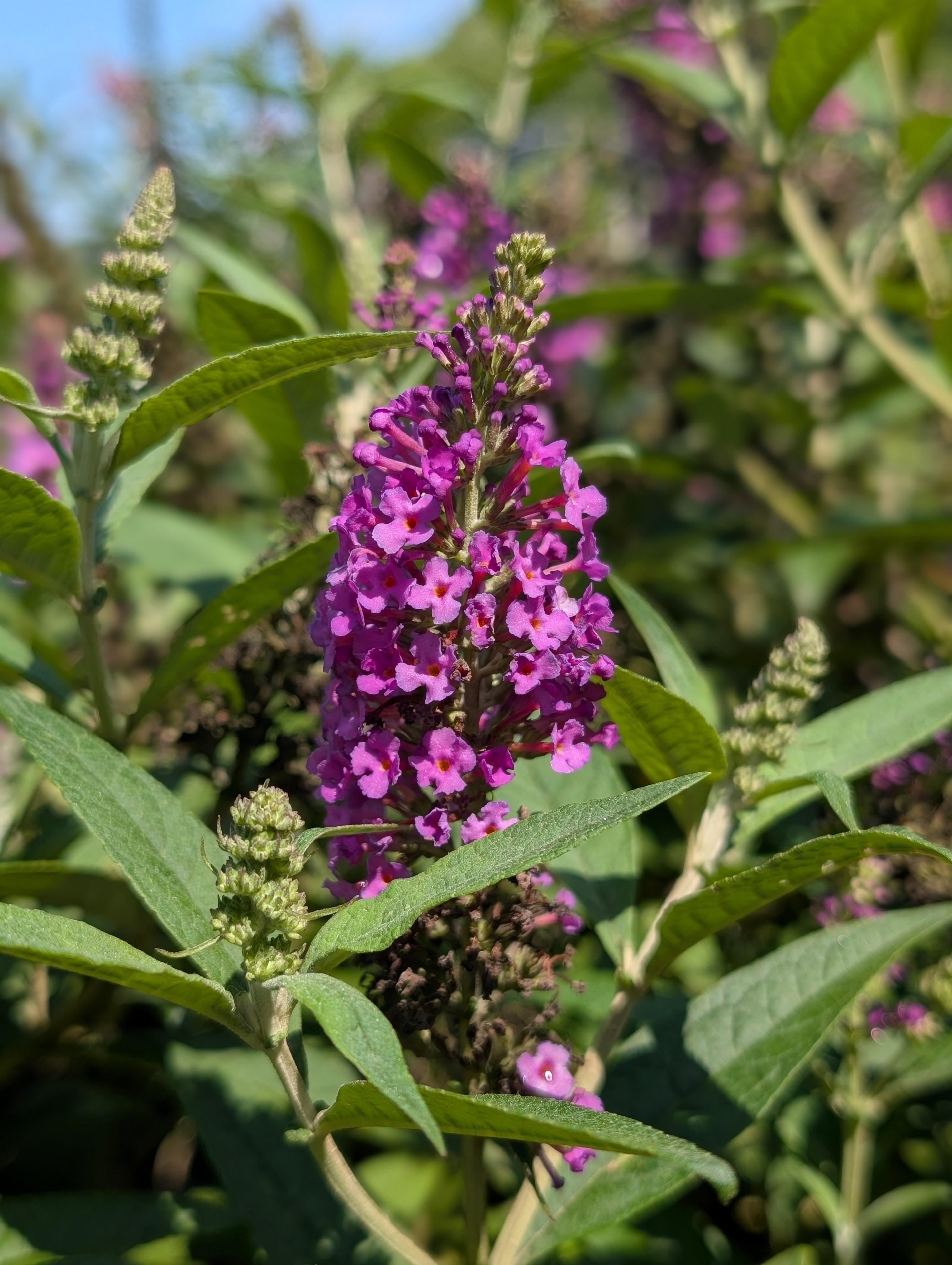 RoyalRazz® Butterfly Bush Buddleia RoyalRazz® PP#33161 from Pender Nursery