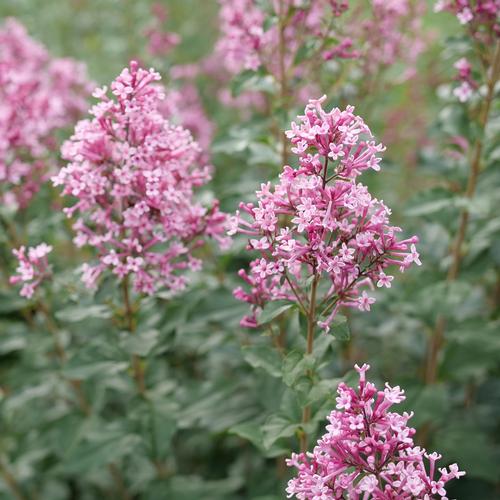 Bloomerang Ballet™ Lilac Syringa Bloomerang Ballet™ PPAF from Pender Nursery