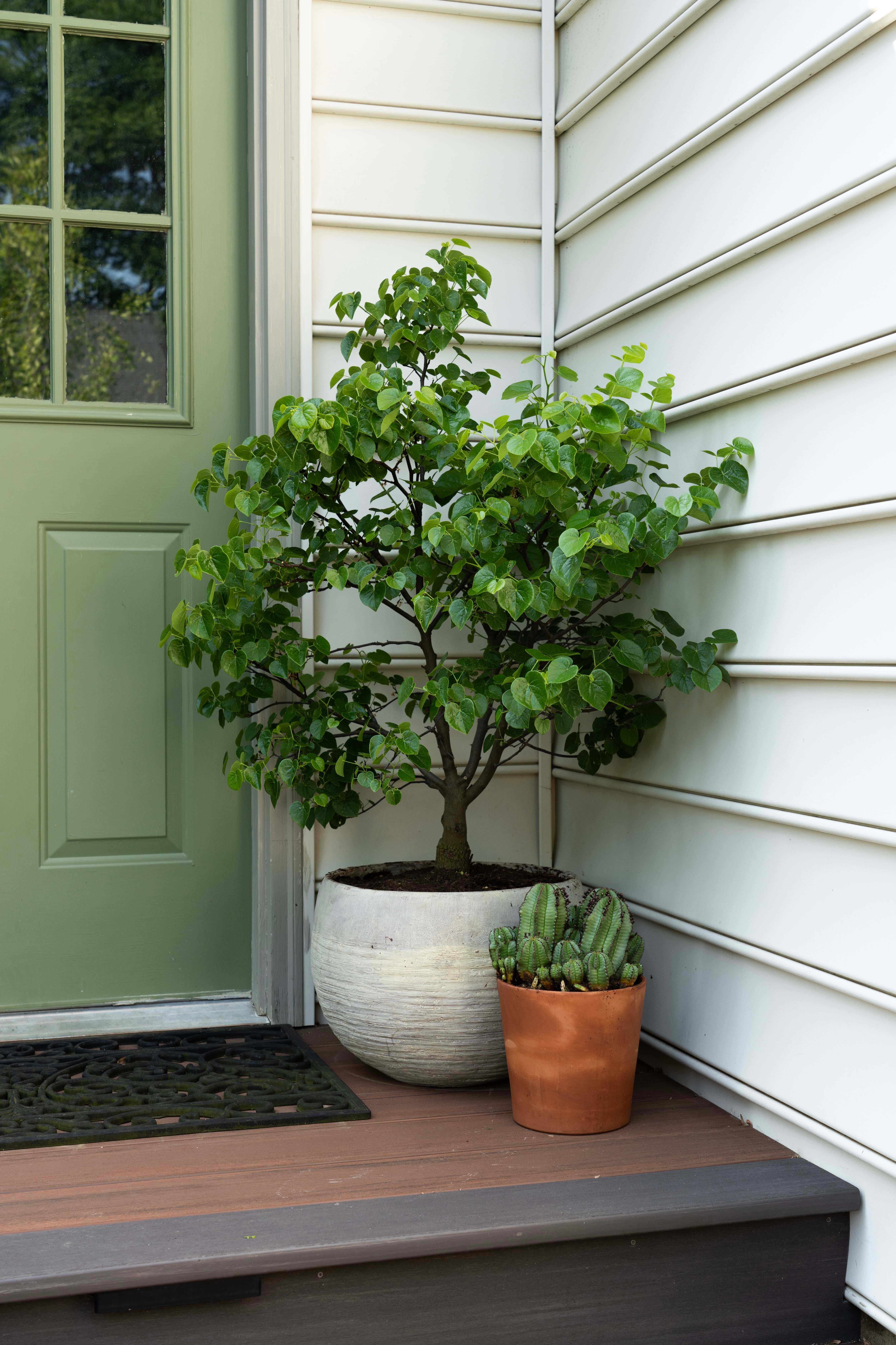Garden Gems® Emerald Redbud Cercis canadensis Garden Gems® Emerald PP#35079 from Pender Nursery