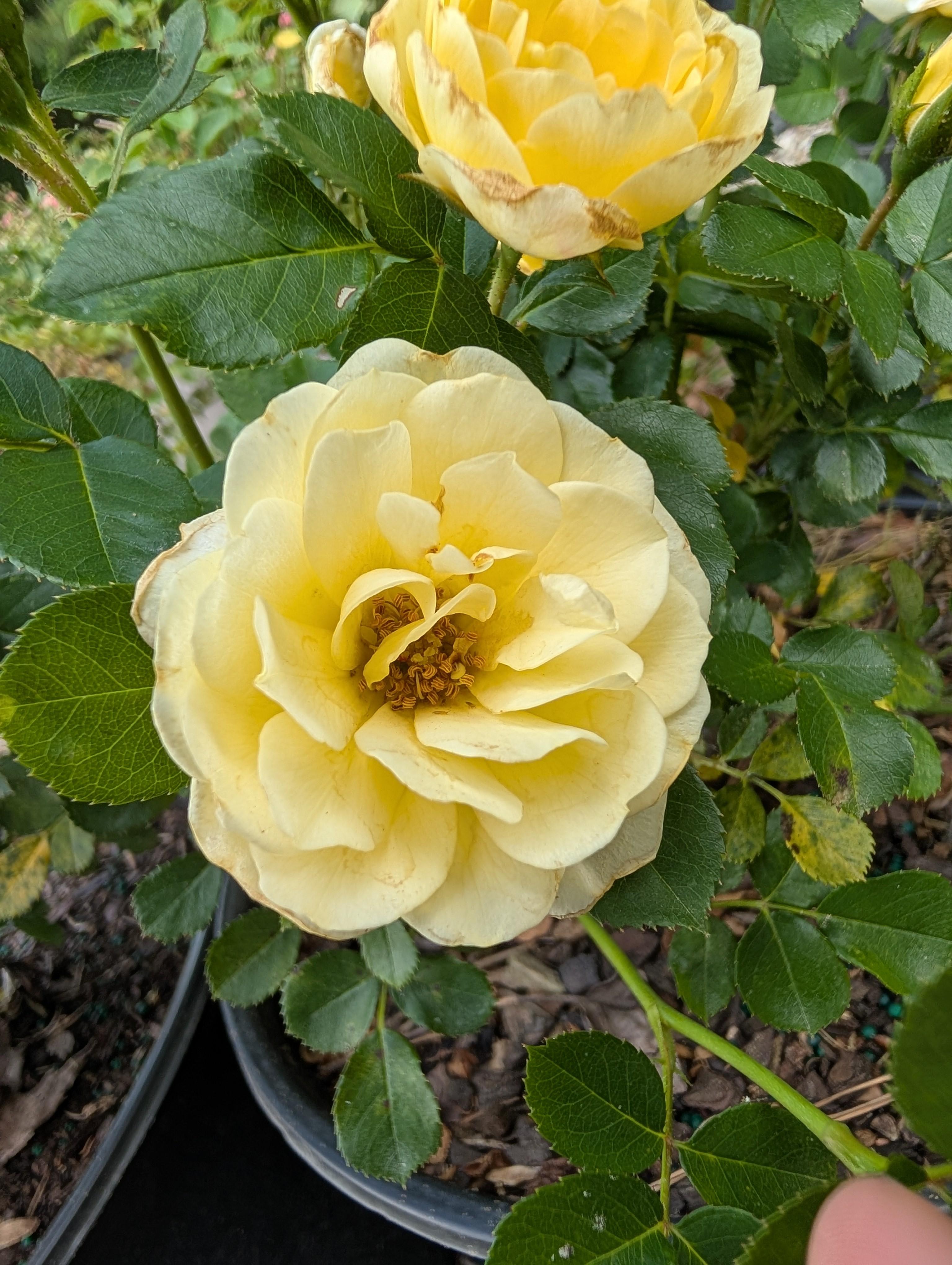 Lemon Sunblaze® Rose Rosa Lemon Sunblaze® PPAF from Pender Nursery