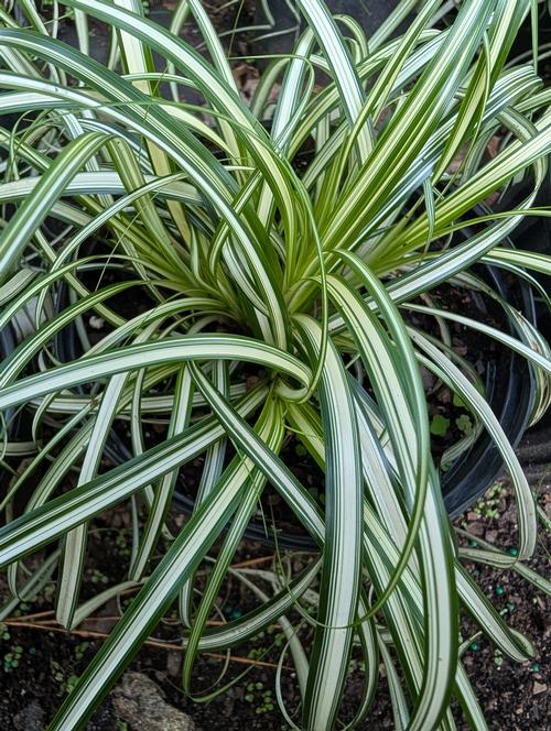 Moon Falls™ Sedge Carex Moon Falls™ PP#35022 from Pender Nursery