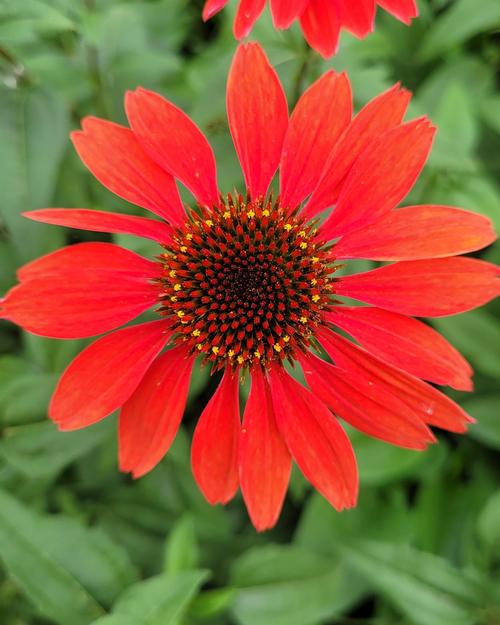 Panama™ Red Coneflower Echinacea Panama™ Red from Pender Nursery