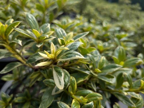 Autumn Moonstruck™ Encore Azalea Rhododendron Autumn Moonstruck™ PP#32507 from Pender Nursery