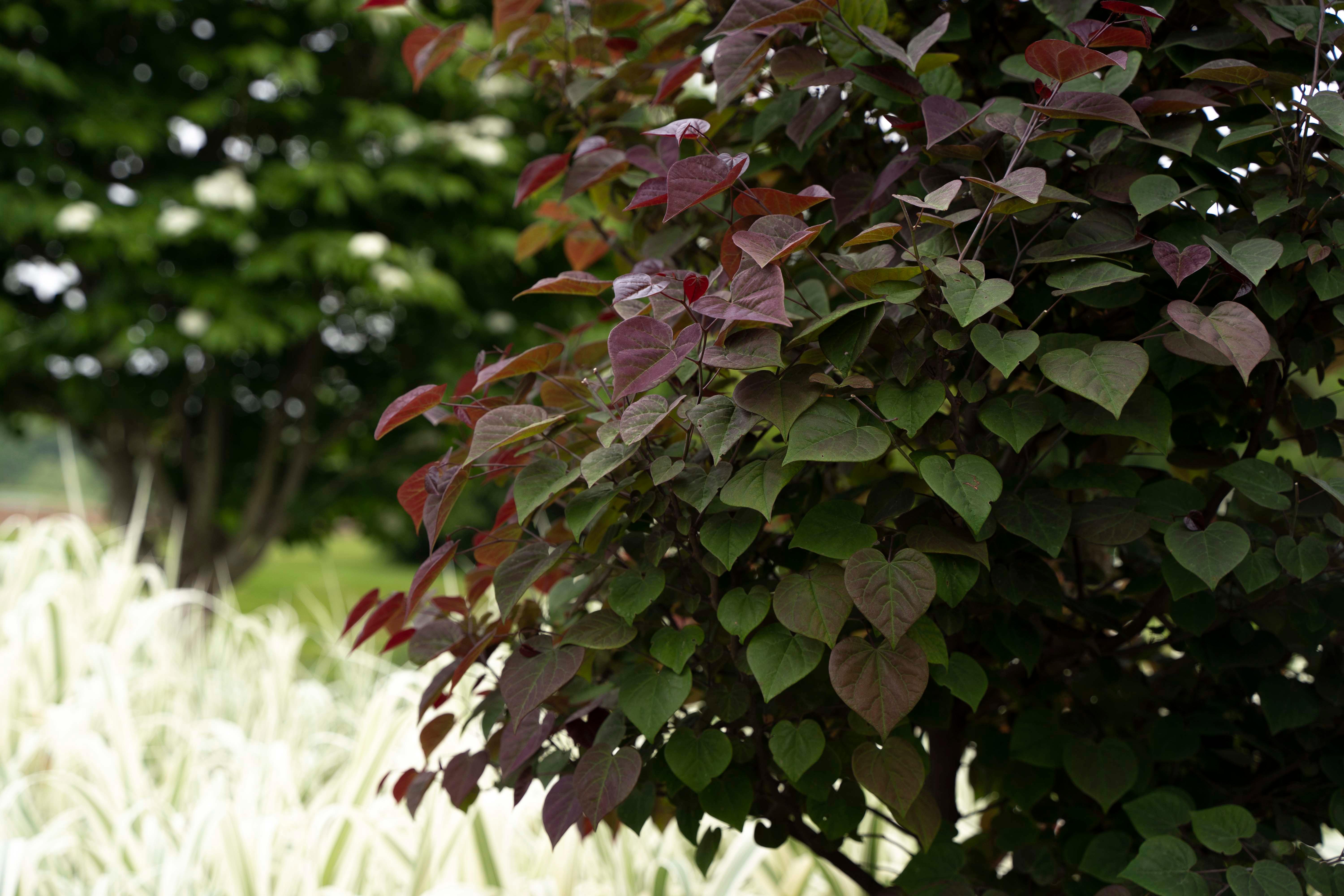 Garden Gems® Amethyst Redbud Cercis canadensis Garden Gems® Amethyst PP#35079 from Pender Nursery