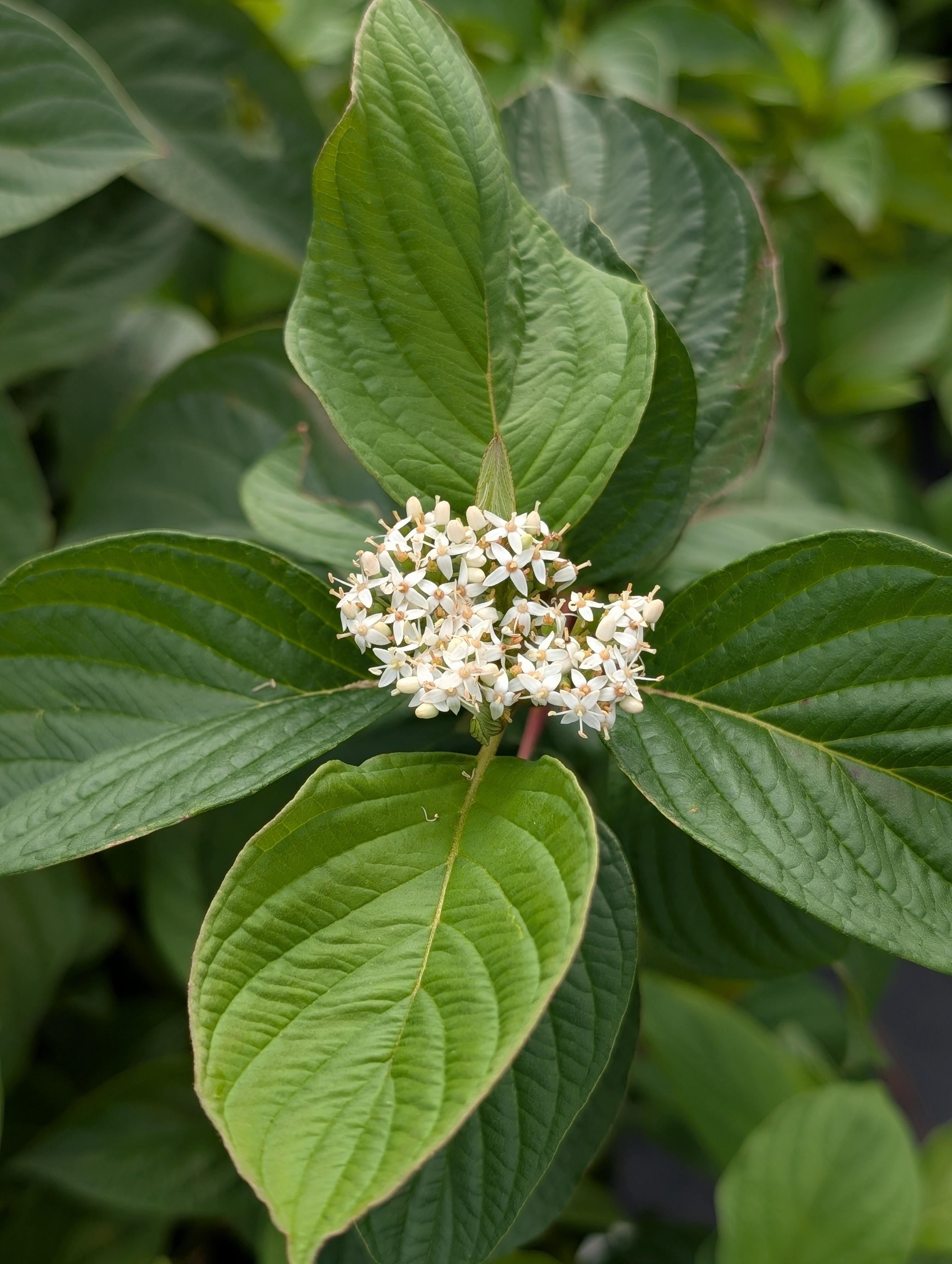 Winter Spark™ Redtwig Dogwood Cornus sericea Winter Spark™ PP#36648 from Pender Nursery