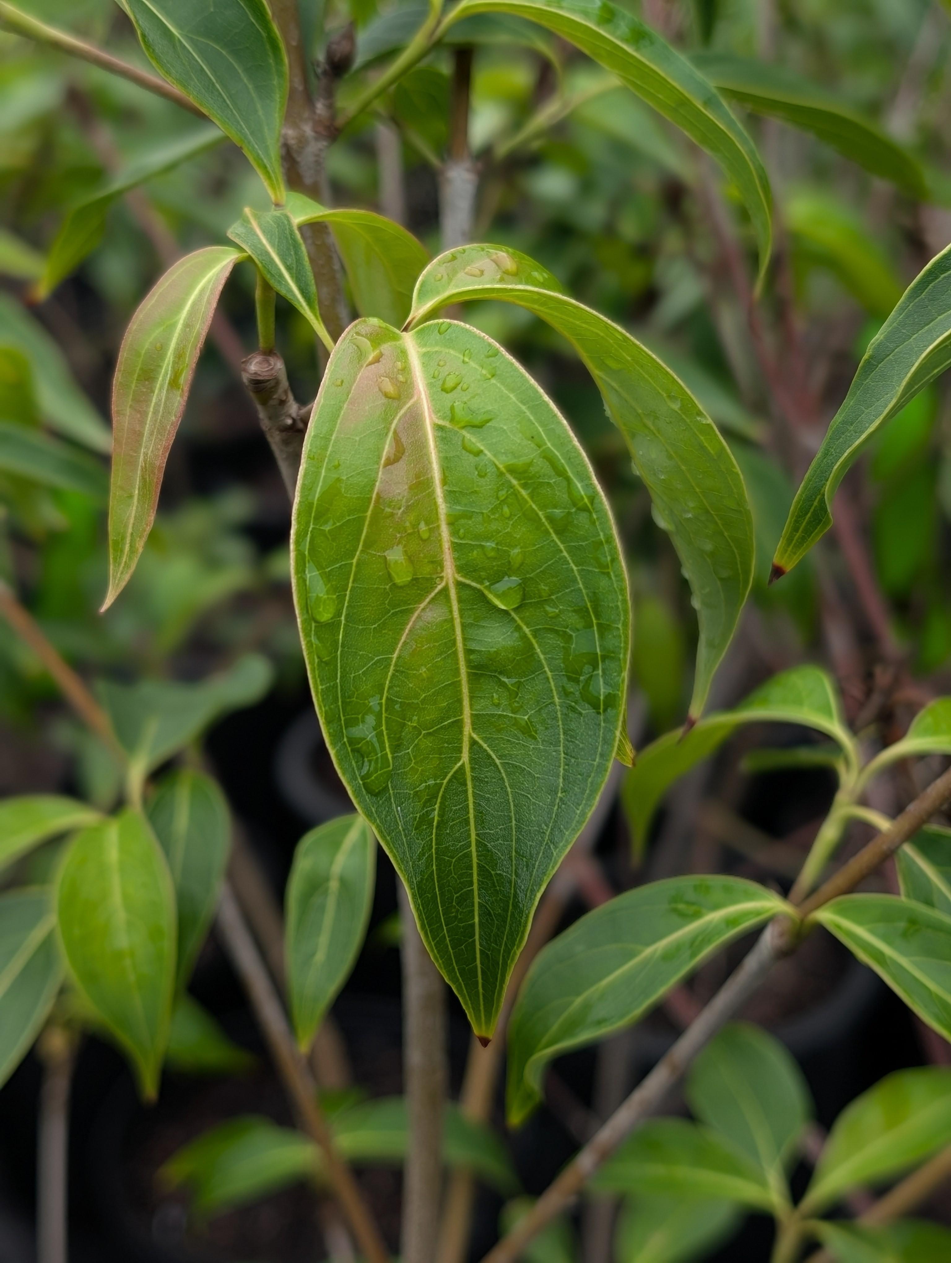 Greensleeves Kousa Dogwood Cornus kousa 'Greensleeves' from Pender Nursery