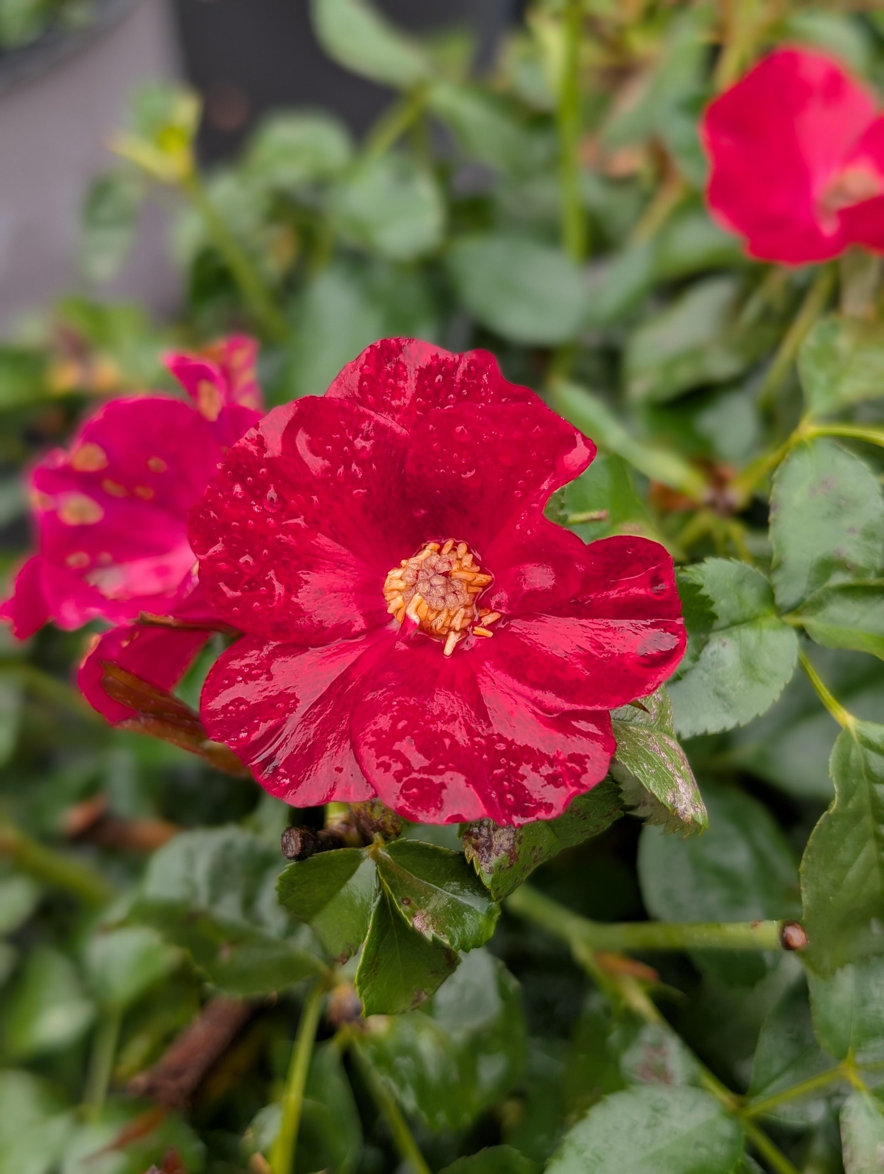 Scarlet Drift® Rose Rosa Scarlet Drift® PP#36994 from Pender Nursery
