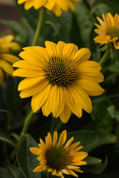 Poco™ Yellow Coneflower Echinacea Sombrero® Poco™ Yellow from Pender Nursery