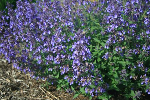 Junior Walker™ Catmint Nepeta faassenii Junior Walker™ PP#23074 from Pender Nursery