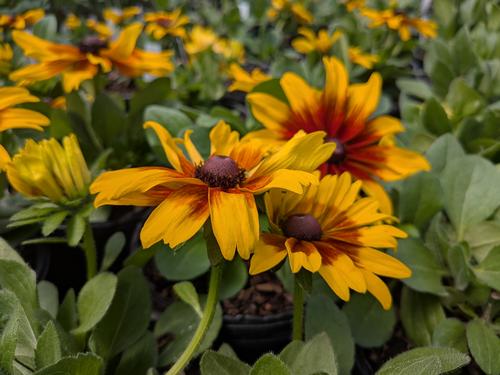 Rising Sun Chestnut Gold Black Eyed Susan Rudbeckia hirta Rising Sun Chestnut Gold from Pender Nursery