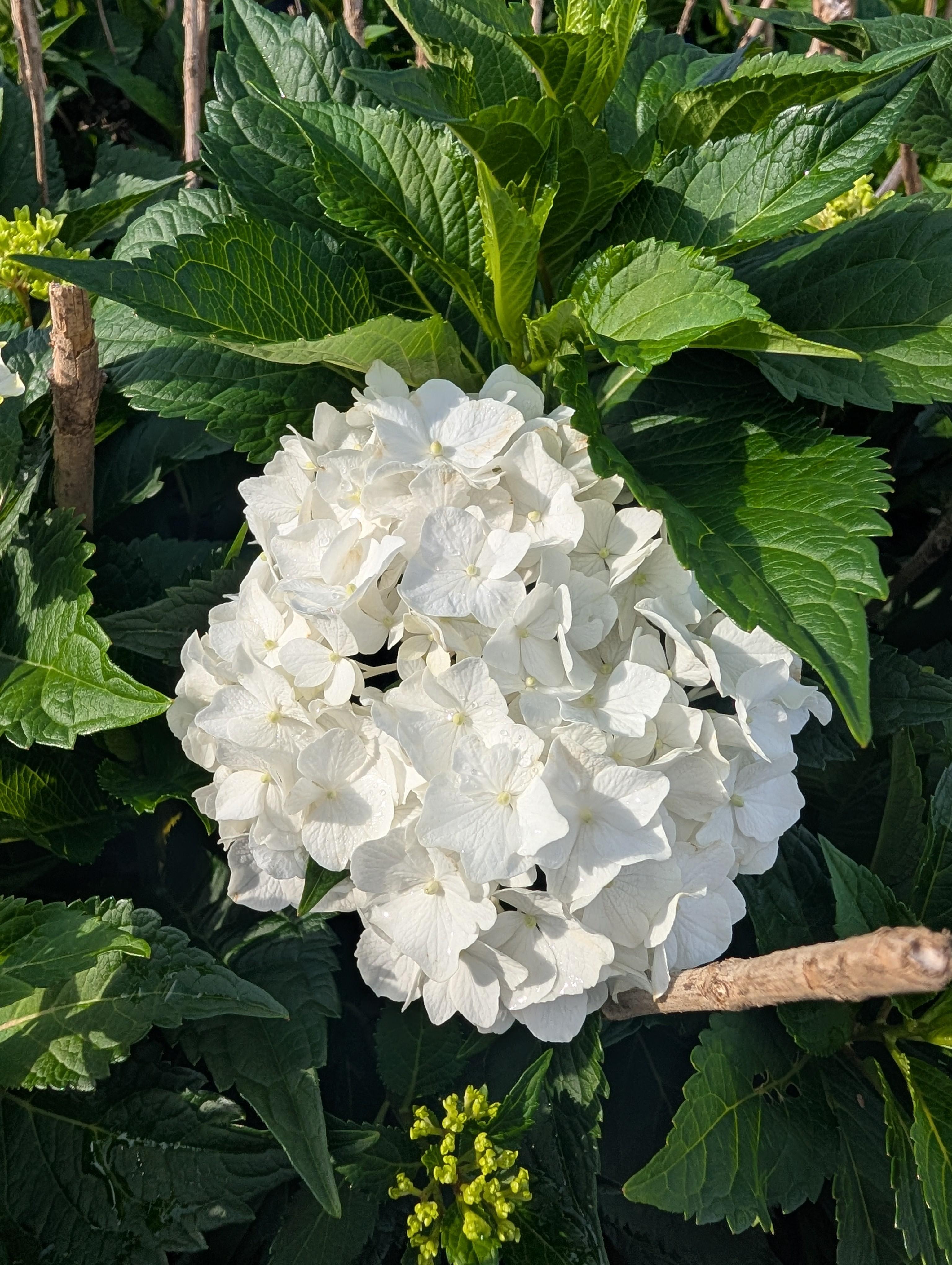 DreamCloud® Reblooming Hydrangea Hydrangea macrophylla DreamCloud® PP#36306 from Pender Nursery