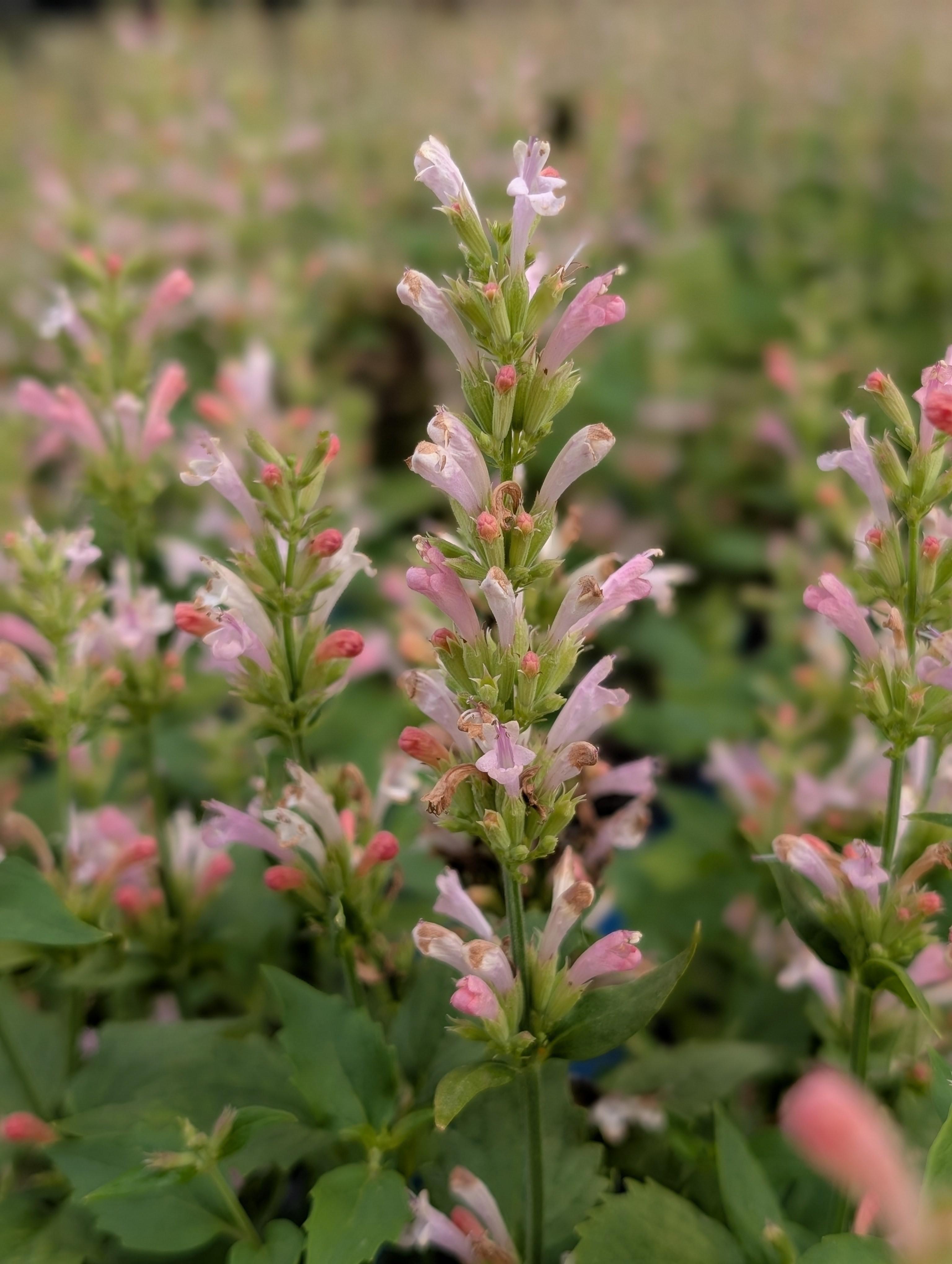 Pink Pearl Hyssop Agastache Pink Pearl PPAF from Pender Nursery
