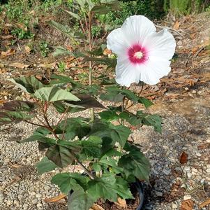 Head Over Heels® Dream™ Hibiscus - Star® Roses and Plants