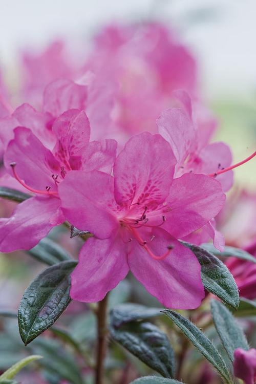 Autumn Amethyst® Reblooming Azalea Rhododendron Autumn Amethyst® PP#10567 from Pender Nursery
