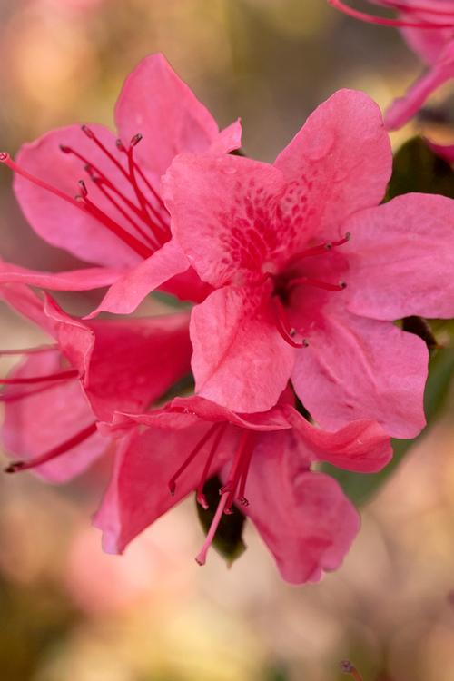 Autumn Cheer® Reblooming Azalea Rhododendron Autumn Cheer® PP#10579 from Pender Nursery