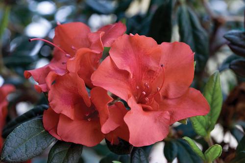 Autumn Embers® Reblooming Azalea Rhododendron Autumn Embers® PP#10581 from Pender Nursery