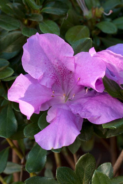 Autumn Lilac™ Reblooming Azalea Rhododendron Autumn Lilac™ PP#22762 from Pender Nursery