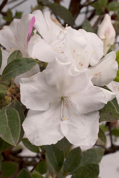 Autumn Lily® Reblooming Azalea Rhododendron Autumn Lily® PP#25073 from Pender Nursery