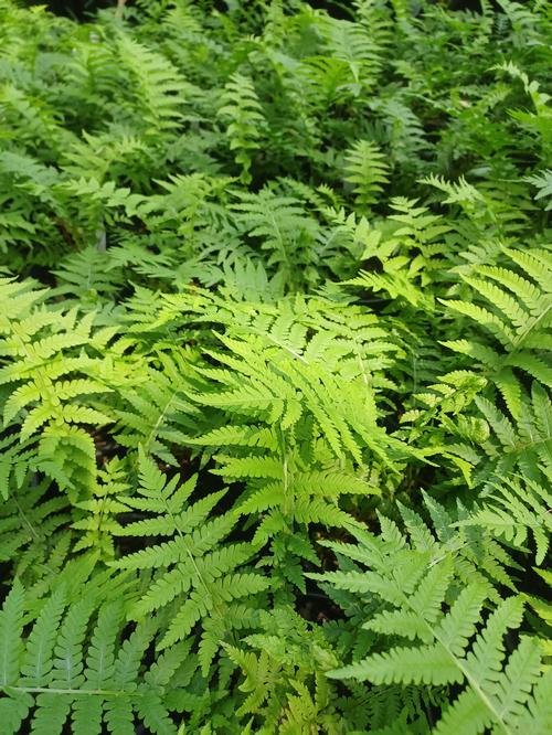 The King Ostrich Fern Matteuccia struthiopteris 'The King' from Pender Nursery